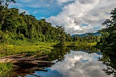 Top 140 + Flora y fauna de madre de dios - Anmb.mx