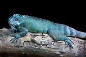 The Grand Cayman Blue Iguana Tour | Cayman Island Activities