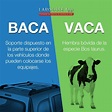 baca/vaca | Palabras de ortografía, Palabras en español, Ortografía