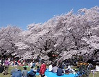 Koganei Park | The Official Tokyo Travel Guide, GO TOKYO
