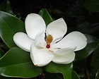 Magnolio (Magnolia grandiflora): características y cuidados (2022)