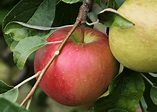 The Sweetest Apples: 40 Sugary-Sweet Varieties