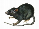 (Italiano) Rattus rattus: Sistematica, Habitat, Biologia, Ruolo ...