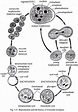 Life cycle of entamoeba histolytica diagram