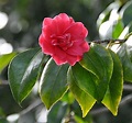 Red Gardenia | Seen while visiting the Carmel Mission (Carme… | Flickr