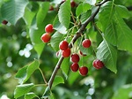 Fruit Trees In Nc | Fruit Trees