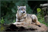 Der Wolf Foto & Bild | tiere, zoo, wildpark & falknerei, säugetiere ...