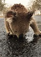 澳洲山火迎來甘露 樹熊路邊狂舔雨水超可憐 | 大視野