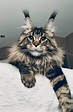 Maine Coon Cats For Adoption