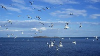 Birds A Flock Of Seagulls In Flight Sea Waves Sky With White Clouds Hd ...