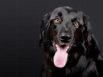Free photo: Black Dog - Animal, Black, Dog - Free Download - Jooinn
