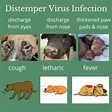 How To Cure Canine Distemper - Aimsnow7