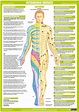 Nervous System Anatomy Posters - Set of 6
