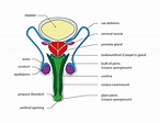 Male Reproductive System Class 10 - CBSE Class Notes Online - Classnotes123