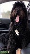 Black Goldendoodle - Stud Dog in Central , United States | Breed Your Dog