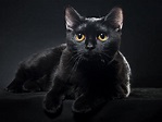 Gato preto: veja 3 motivos para adotar esse pet amoroso | Folha GO