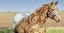 Peacock Appaloosa Stallion - Wicket - Stable Express