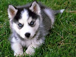 Cachorro de husky siberiano :: Imágenes y fotos