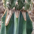 Islaya islayensis - Giromagi Cactus