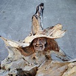 Teak Root Wood Carving 'The Witch' - ChiselCraft