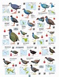 All the Birds of the World from Summerfield Books