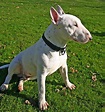 File:Bull Terrier white sitting.jpg - Wikimedia Commons
