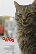Gatos - Filme 2016 - AdoroCinema