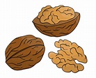 Vector colored walnut icon. Set of isolated monochrome nuts. Food line ...