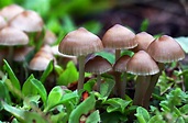 File:Baby mushrooms.jpg - Wikimedia Commons