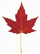 Free photo: Red Maple Leaf - Autumn, Resource, Simple - Free Download ...