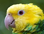 Loro de cabeza amarilla | Aves Exóticas