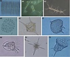 Microscopic pictures of Southern Ocean protists. The diatoms ...