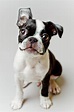 Boston Terrier Dog Puppy Photograph by Square Dog Photography - Fine ...