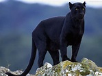Papel de Parede Linda Foto de uma Pantera Negra - Coleção Grandes Gatos ...