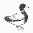 Ilustración de pato salvaje sobre fondo blanco. elemento para logotipo ...