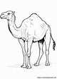 36 Dibujos de Camellos para Colorear e Imprimir ️