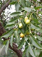 El Taperibá: ¿qué es?, historia, cultivo, valor nutricional, usos ...