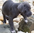 59+ Cane Corso Italian Mastiff Puppies Picture - Bleumoonproductions