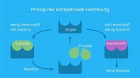 Arbeitsblatt - Kompetitive Hemmung - Biologie - tutory.de