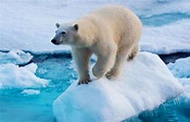 Cuál es el hábitat del oso polar – Sooluciona