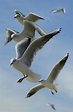 Close-up Photo of Flock of Flying Seagulls · Free Stock Photo