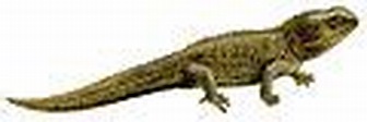 Reptilia - Wikipedia, la enciclopedia libre