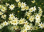 Coreopsis verticillata ‘Moonbeam’ – Plants Direct – Victoria, BC