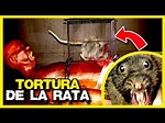 El TORMENTO de la RATA: la TERRIBLE TORTURA de la Santa Inquisición 💀🐀 ...