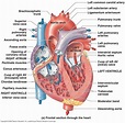 Pin on human anatomy organs