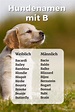 Hundenamen mit B: Weiblich und männlich (Liste 2023) - Dogco