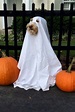 Ideas para disfrazar a tu perro en Halloween