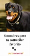 8 nombres para tu rottweiler favorito | Rottweiler, Nombres para perro ...