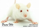 Fauna Vets | Secreción rojiza en ratas