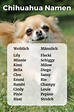 Chihuahua Namen: 20 süße Hundenamen für Weibchen und Rüden